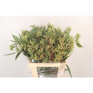 Euc Robusta Per Bunch