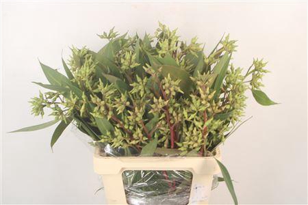 <h4>Euc Robusta Per Bunch</h4>