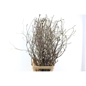 Magnolia Extra Per Tak 140cm