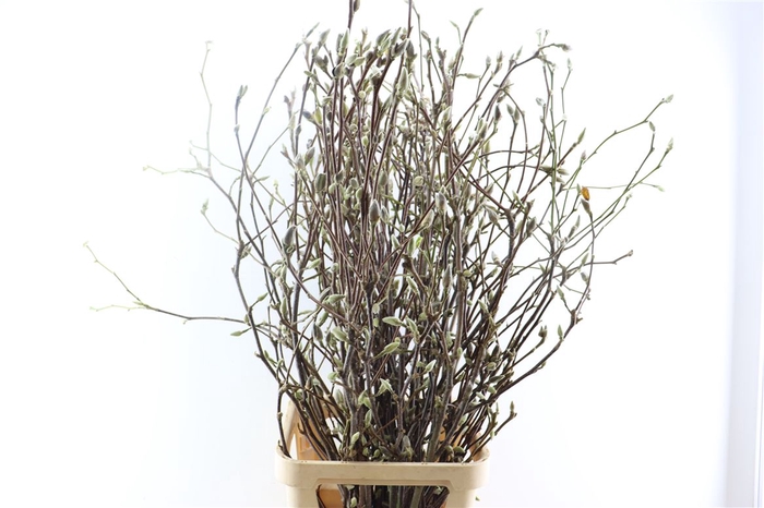 <h4>Magnolia Extra Per Tak 140cm</h4>