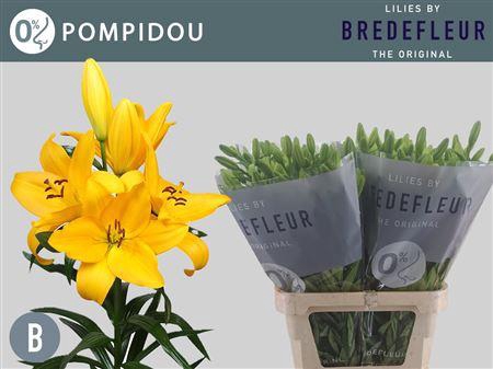 <h4>Li La Pompidou 5+</h4>