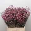 Limonium Blush Diamond