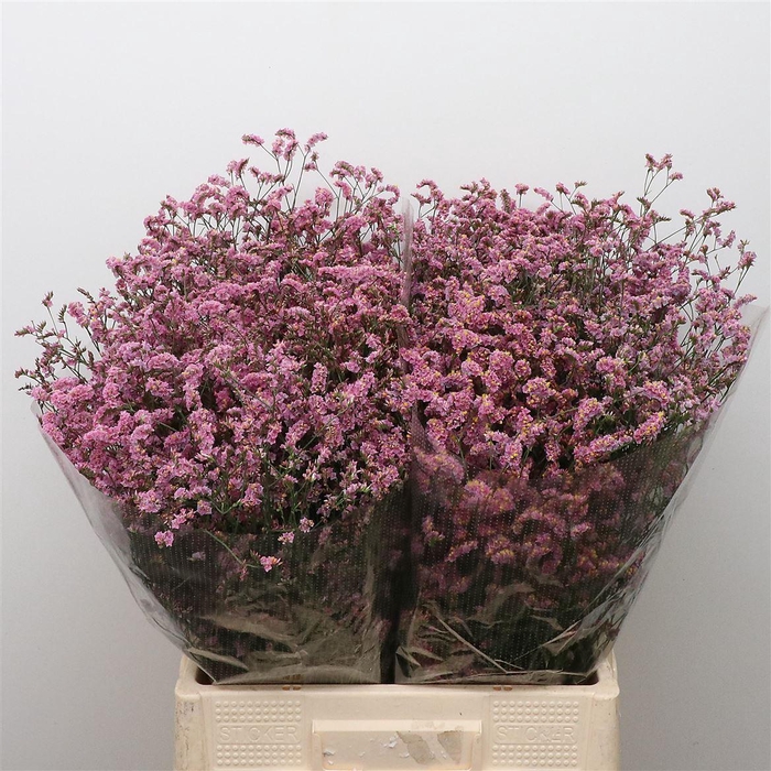 <h4>Limonium Blush Diamond X50</h4>
