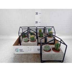 Cactus   ...