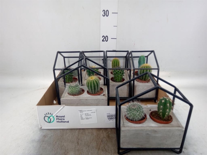 <h4>Cactus   ...</h4>
