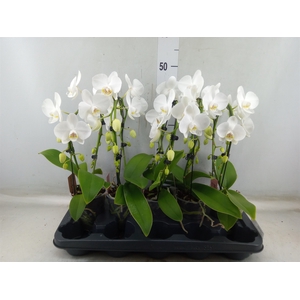 Phalaenopsis   ...white