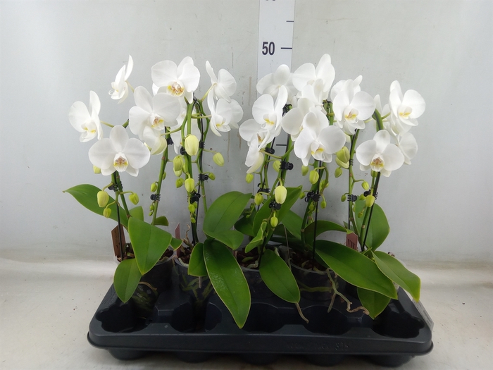 <h4>Phalaenopsis   ...white</h4>