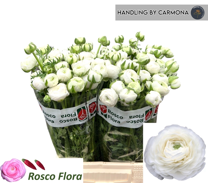 <h4>RAN EL WHITE</h4>