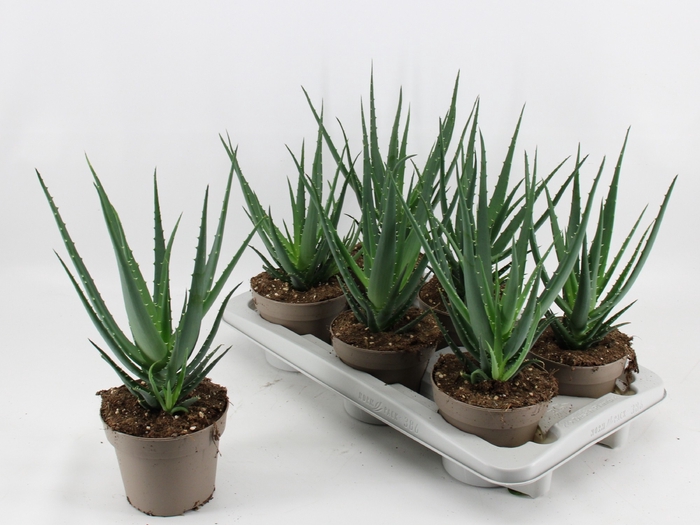 <h4>ALOE ARBORESCENS</h4>