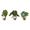 Anthurium blad
