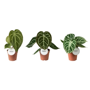 Anthurium blad
