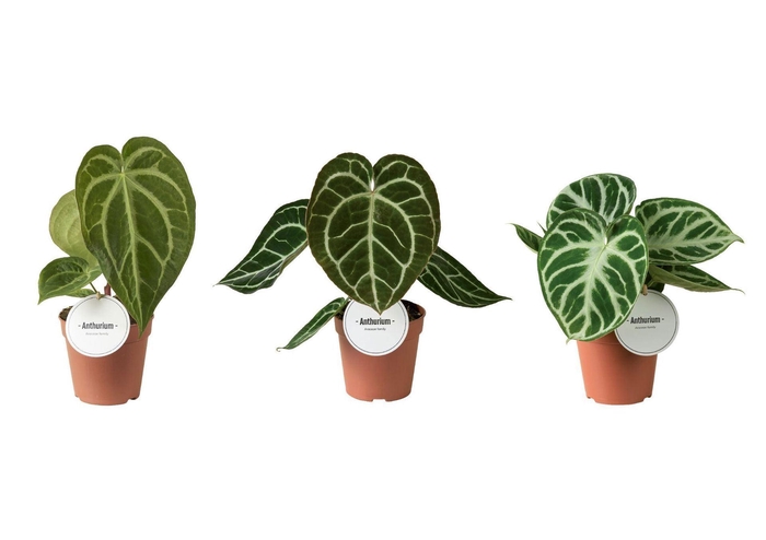 <h4>Anthurium blad</h4>