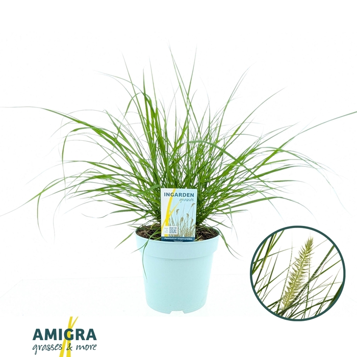 <h4>Pennisetum alopecuroides 'Hameln'</h4>