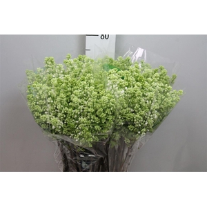 Syr V Mme Fl Stepman 2+