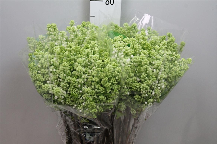 <h4>Syr V Mme Fl Stepman 2+</h4>