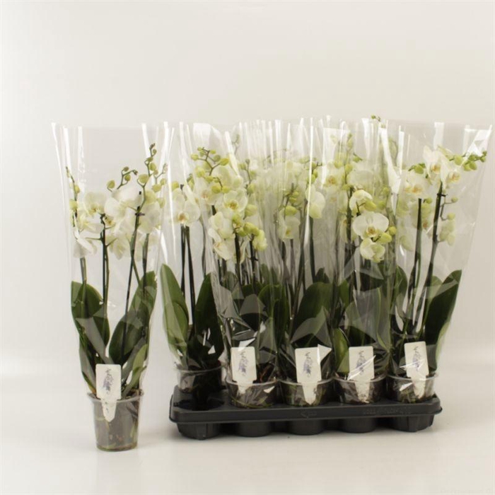 <h4>PHAL OV WIT</h4>