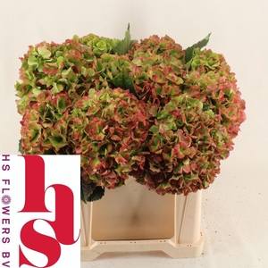 Hydrangea verena classic