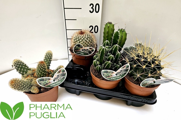 <h4>CACTUS GEM</h4>