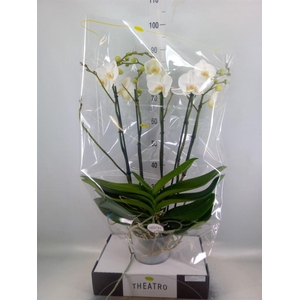 Phalaenopsis   ...white