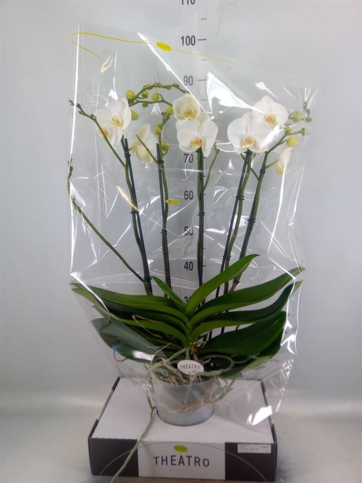 <h4>Phalaenopsis   ...white</h4>