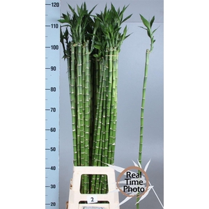 Drac Lucky Bamboo
