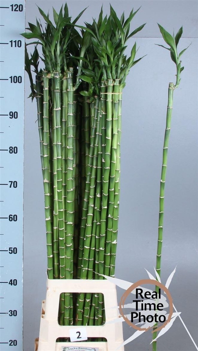 <h4>Drac Lucky Bamboo</h4>