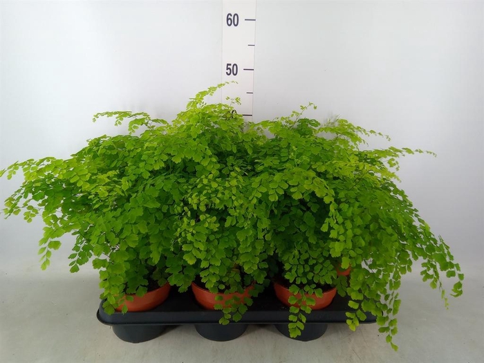 <h4>Adiantum raddi. 'Fragrans'</h4>
