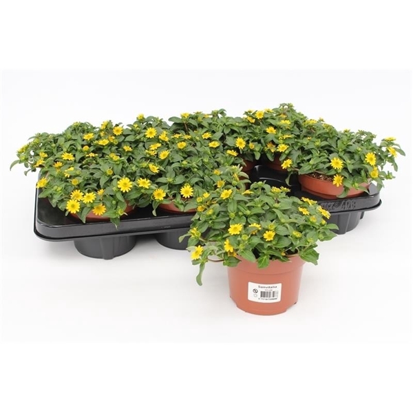 <h4>Sanvitalia 'Yellow Beauty'</h4>
