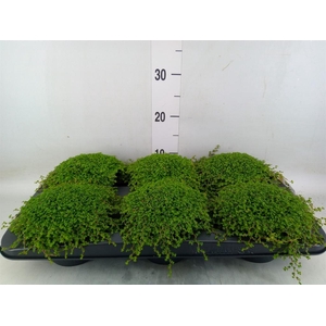 Soleirolia soleirolii   ...green