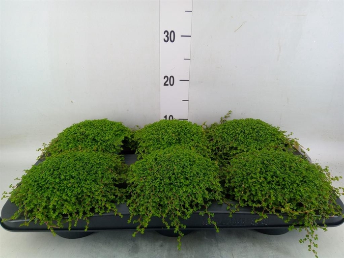 <h4>Soleirolia soleirolii ...green</h4>