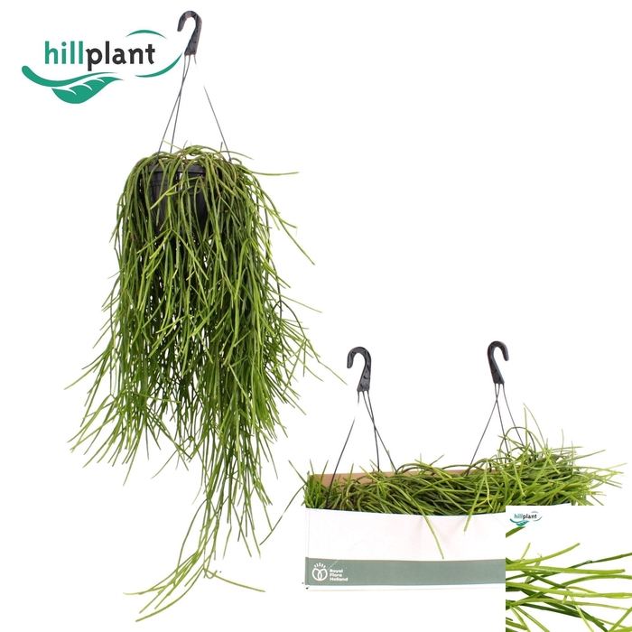 <h4>RHIPSALIS OV</h4>