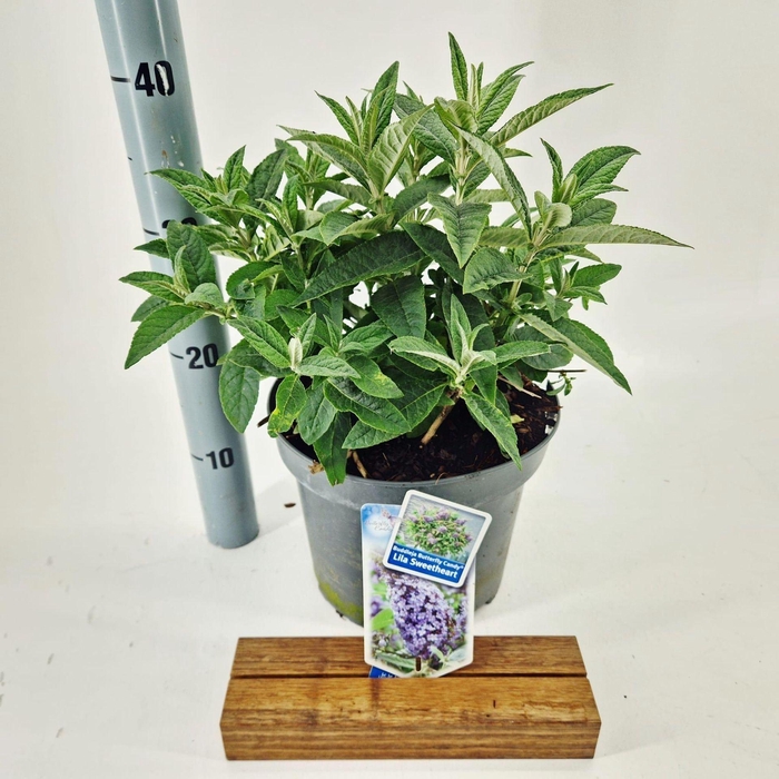 Buddleja Butterfly Candy Lila Sweet