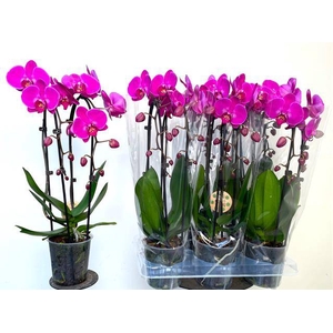 PHAL CASCADE PURPLE 2 TAK