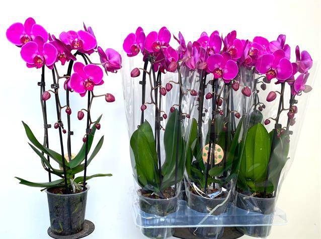 <h4>PHAL CASCADE PURPLE 2 TAK</h4>