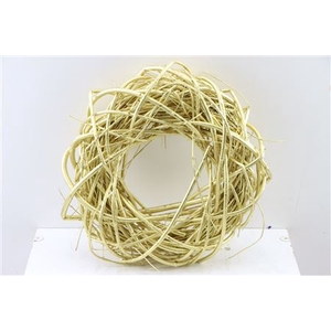 Wr Cornus 40cm Gold