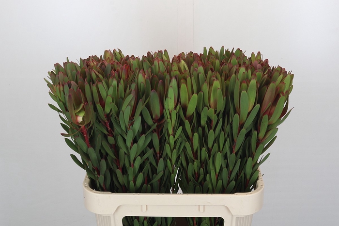 <h4>Leucadendron Safari Sunset</h4>