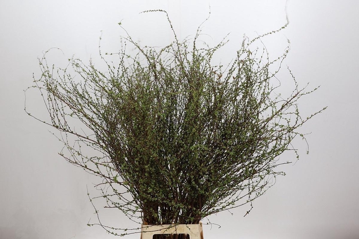 <h4>FONTANESIA PINK</h4>