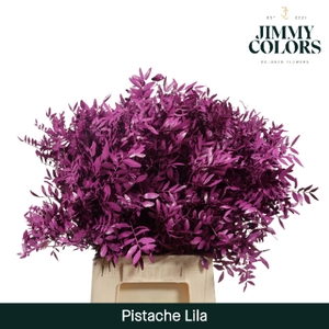 Pistache L50 Lila
