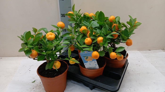 <h4>CITR MICROCARPA</h4>