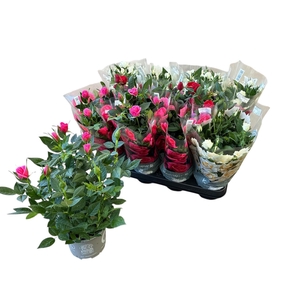 RO KORDANA GEM 3 SRT