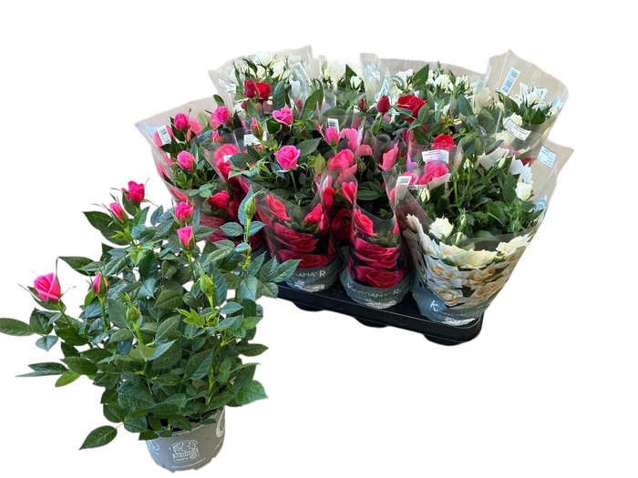 <h4>RO KORDANA GEM 3 SRT</h4>