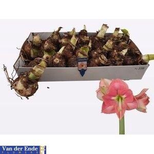 <h4>Bloembol Hippeastrum</h4>