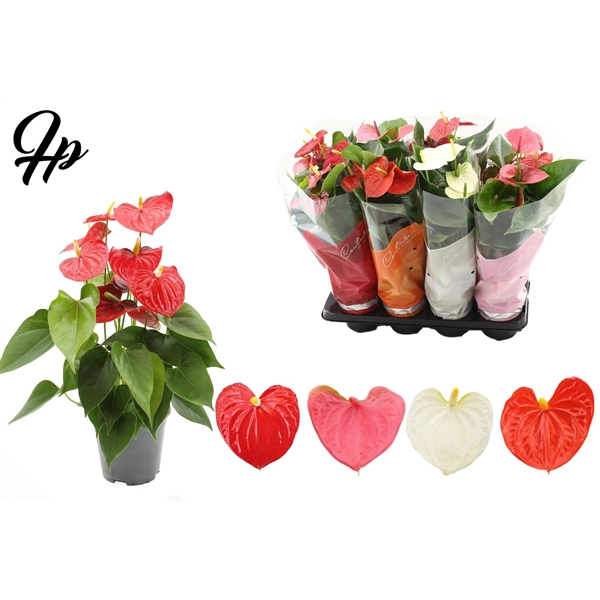 <h4>Anthurium Andreanum Grp gemengd 4 kleuren</h4>