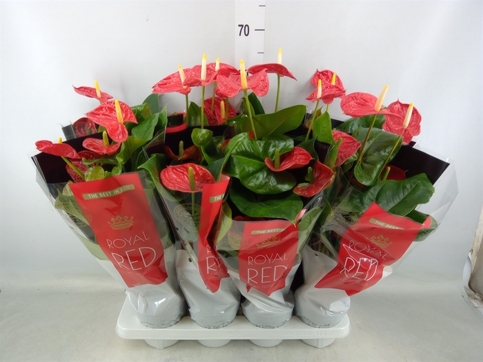 <h4>Anthurium andr. 'Madural'</h4>