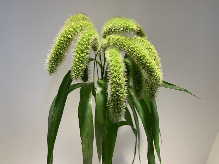 Grasses - Setaria