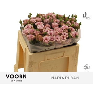 Rosa spray nadia duran
