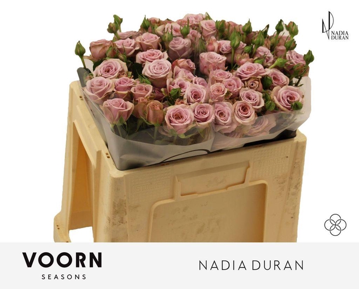 <h4>Rosa spray nadia duran</h4>