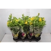 DIPLADENIA GOLDEN P14 PREMIUM