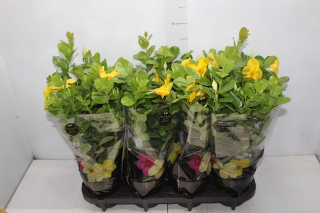 <h4>DIPLADENIA GOLDEN P14 PREMIUM</h4>