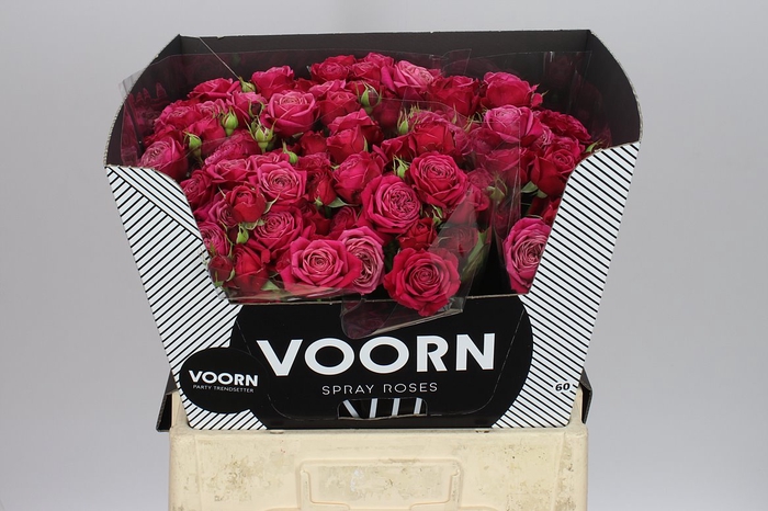 <h4>Rosa Tr Party Trendsetter</h4>